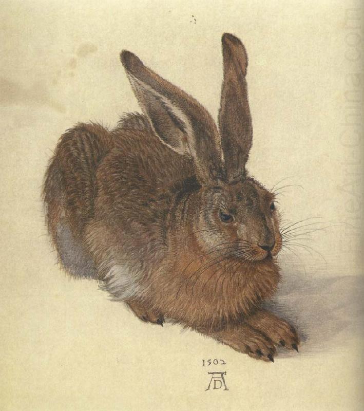 Albrecht Durer A Young Hare china oil painting image